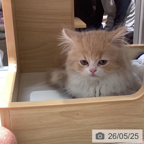 スコティッシュフォールドの写真