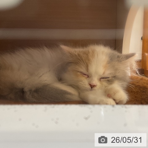 スコティッシュフォールドの写真