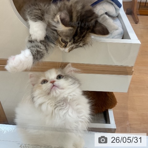 スコティッシュフォールドの写真