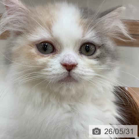スコティッシュフォールドの写真