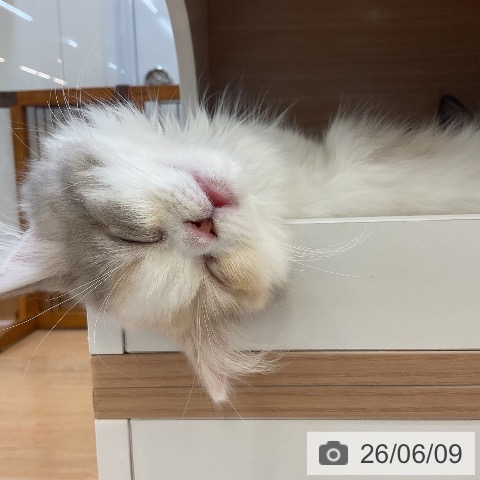 スコティッシュフォールドの写真