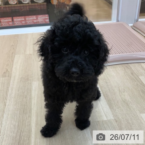 長野県のトイプードル(トイ) (ペットプラス 上田店/2026年3月25日生まれ/男の子/ブラック)の子犬の4枚目の画像