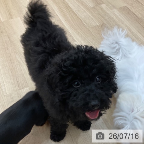 長野県のトイプードル(トイ) (ペットプラス 上田店/2026年3月25日生まれ/男の子/ブラック)の子犬の4枚目の画像