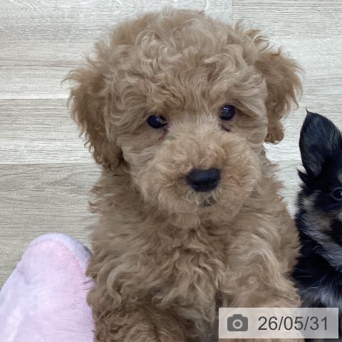 山梨県のトイプードル(トイ) (ペットプラス 甲府国母店/2026年3月25日生まれ/男の子/レッド)の子犬の3枚目の画像
