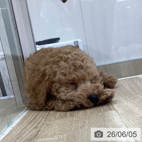 山梨県のトイプードル(トイ) (ペットプラス 甲府国母店/2026年3月25日生まれ/男の子/レッド)の子犬の3枚目の画像