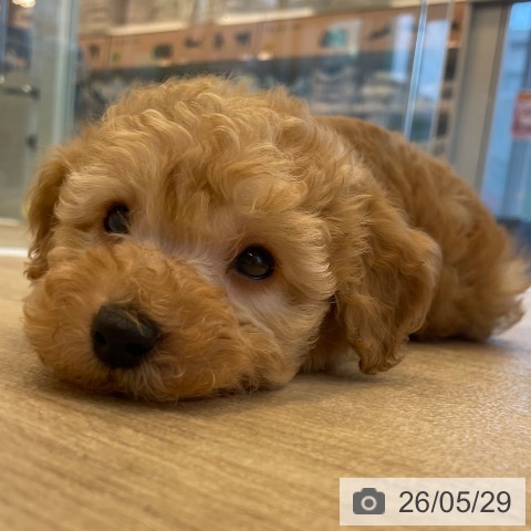 神奈川県のトイプードル(トイ) (ペットプラス テラスモール湘南店/2026年3月25日生まれ/男の子/レッド)の子犬の4枚目の画像