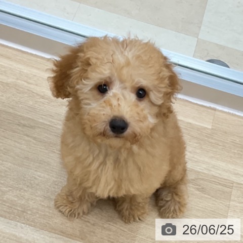 神奈川県のトイプードル(トイ) (ペットプラス アミーゴ藤沢店/2026年3月25日生まれ/男の子/レッド)の子犬の3枚目の画像