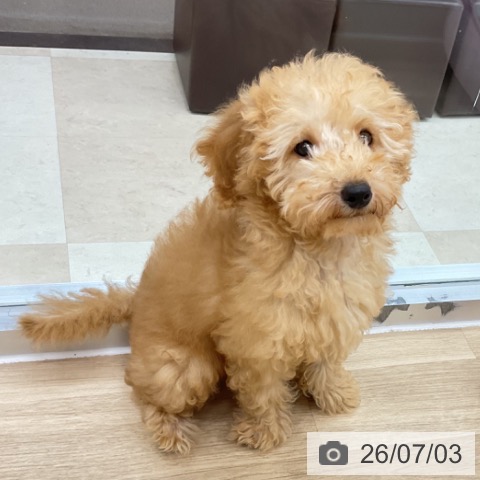 神奈川県のトイプードル(トイ) (ペットプラス アミーゴ藤沢店/2026年3月25日生まれ/男の子/レッド)の子犬の3枚目の画像