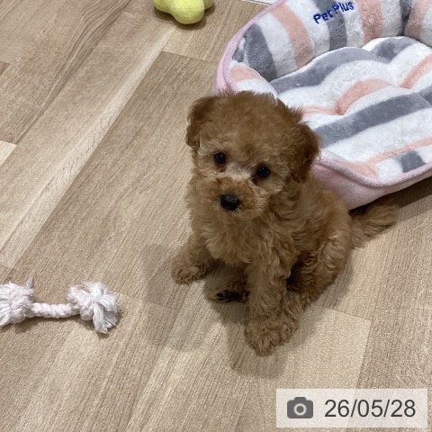 宮城県のトイプードル(トイ) (ペットプラス 仙台上杉店/2026年3月25日生まれ/女の子/レッド)の子犬の4枚目の画像