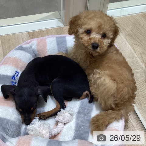 宮城県のトイプードル(トイ) (ペットプラス 仙台上杉店/2026年3月25日生まれ/女の子/レッド)の子犬の3枚目の画像