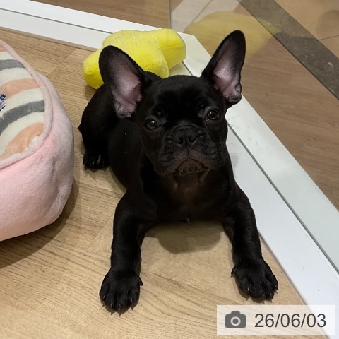 東京都のフレンチブルドッグ (ペッツワン 青梅インター店/2026年3月19日生まれ/男の子/ブリンドル)の子犬の3枚目の画像