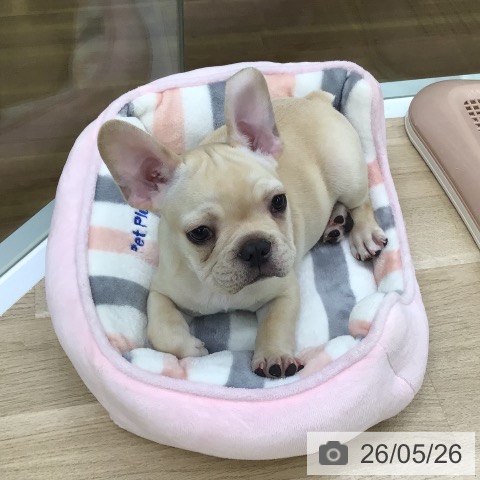 フレンチ・ブルドッグの写真