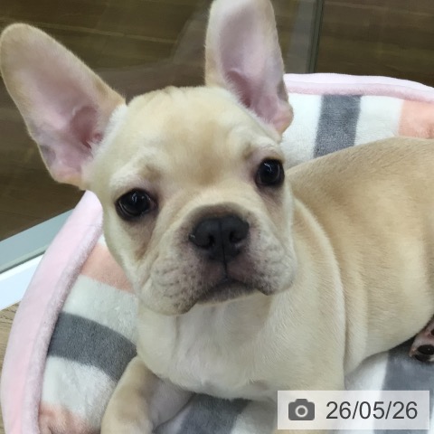 フレンチ・ブルドッグの写真