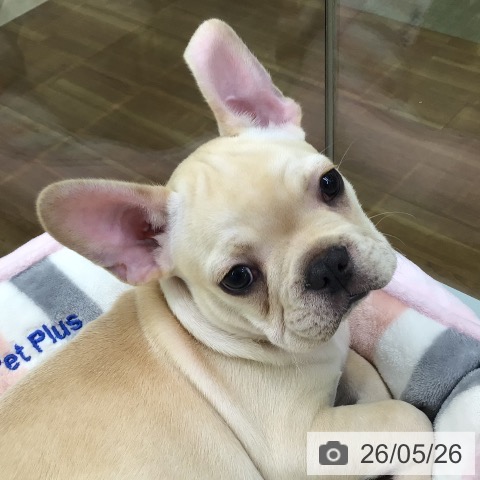 フレンチ・ブルドッグの写真
