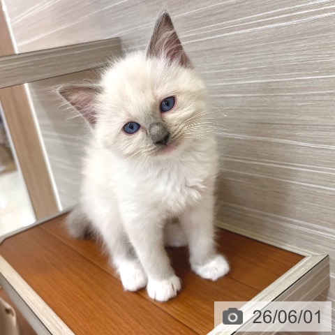 東京都のラグドール (ペットプラス 板橋店/2026年3月25日生まれ/男の子/ブルーポイント)の子猫の4枚目の画像