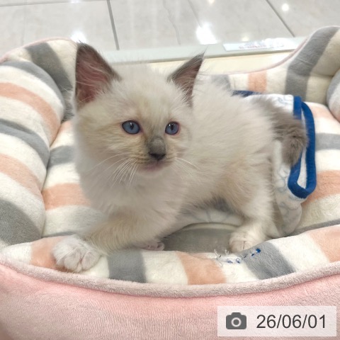 東京都のラグドール (ペットプラス 板橋店/2026年3月25日生まれ/男の子/ブルーポイント)の子猫の3枚目の画像