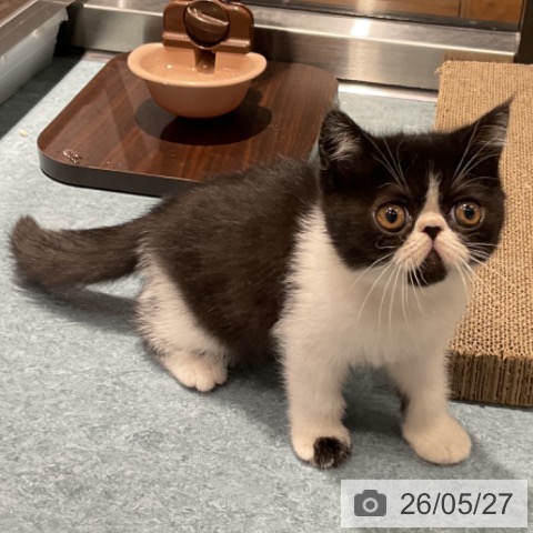エキゾチックの写真