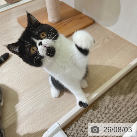 エキゾチックの写真