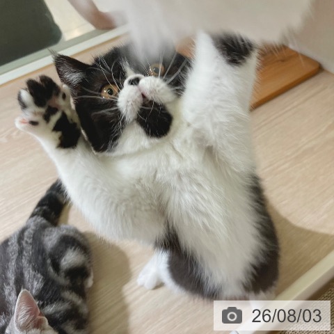エキゾチックの写真