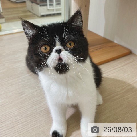 エキゾチックの写真