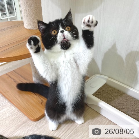 東京都のエキゾチック (ペットプラス 板橋店/2026年3月22日生まれ/男の子/ブラックホワイト)の子猫の4枚目の画像