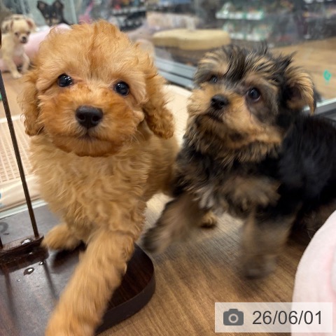 茨城県のトイプードル(トイ) (ペッツワン つくば店/2026年3月23日生まれ/男の子/アプリコット)の子犬の4枚目の画像