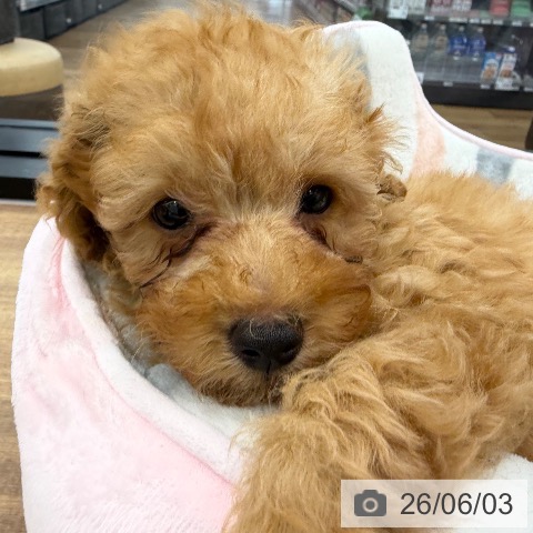 茨城県のトイプードル(トイ) (ペッツワン つくば店/2026年3月23日生まれ/男の子/アプリコット)の子犬の4枚目の画像