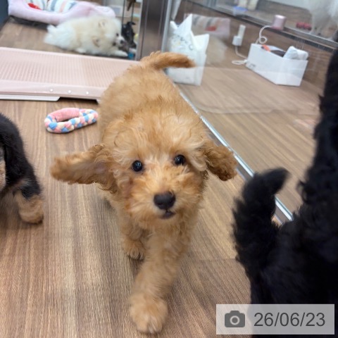 茨城県のトイプードル(トイ) (ペッツワン つくば店/2026年3月23日生まれ/男の子/アプリコット)の子犬の4枚目の画像