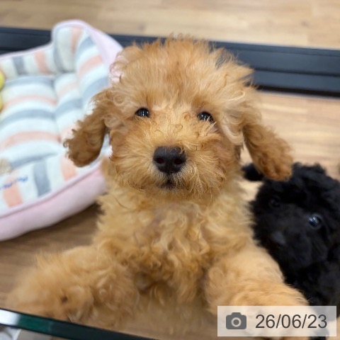 茨城県のトイプードル(トイ) (ペッツワン つくば店/2026年3月23日生まれ/男の子/アプリコット)の子犬の3枚目の画像