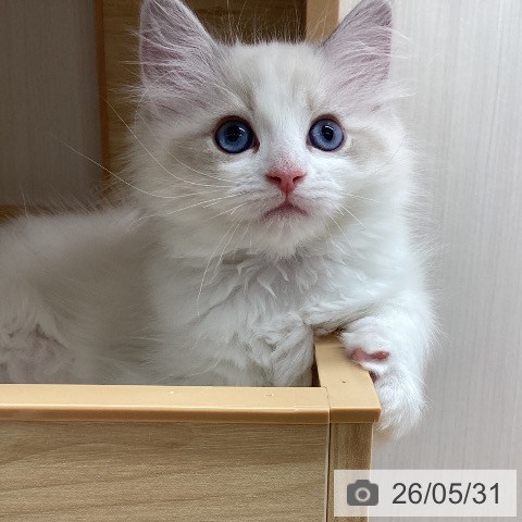 宮城県のラグドール (ペットプラス 名取店/2026年3月27日生まれ/女の子/ブルーポイントバイカラー)の子猫の3枚目の画像