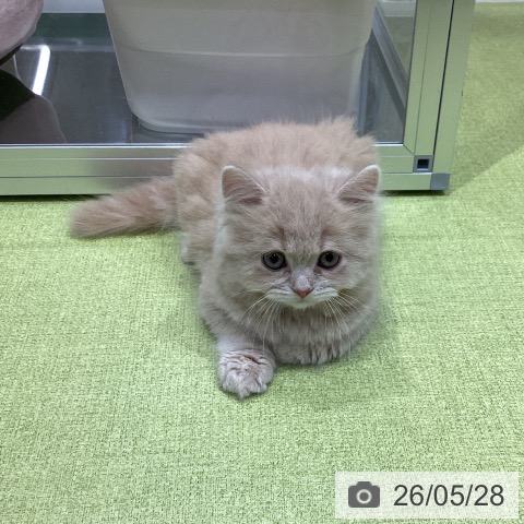 スコティッシュフォールドの写真