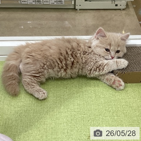 スコティッシュフォールドの写真