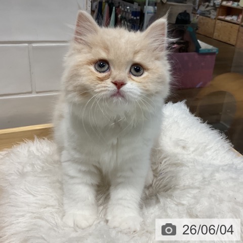 埼玉県のスコティッシュフォールド (ペットプラス コクーンシティ店/2026年3月25日生まれ/女の子/クリームホワイト)の子猫の4枚目の画像