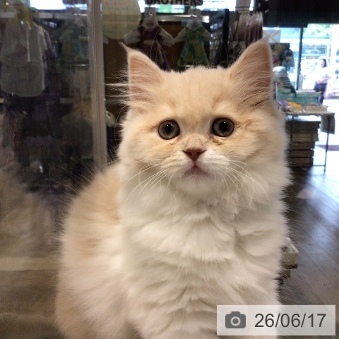 埼玉県のスコティッシュフォールド (ペットプラス コクーンシティ店/2026年3月25日生まれ/女の子/クリームホワイト)の子猫の3枚目の画像