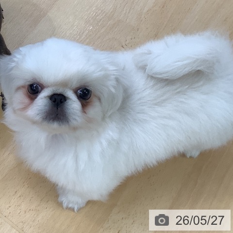 ペキニーズの写真