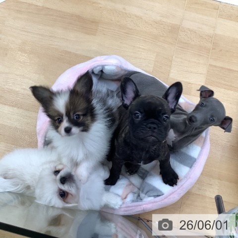 埼玉県のペキニーズ (ペットプラス 羽生店/2026年3月26日生まれ/男の子/ホワイト)の子犬の4枚目の画像