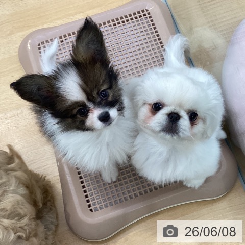 埼玉県のペキニーズ (ペットプラス 羽生店/2026年3月26日生まれ/男の子/ホワイト)の子犬の3枚目の画像