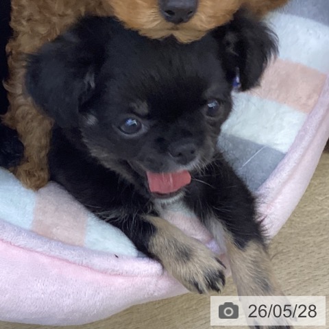 チワワの写真