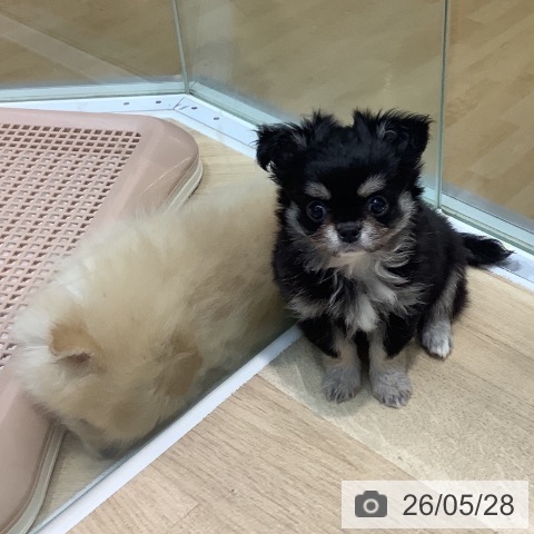 チワワの写真