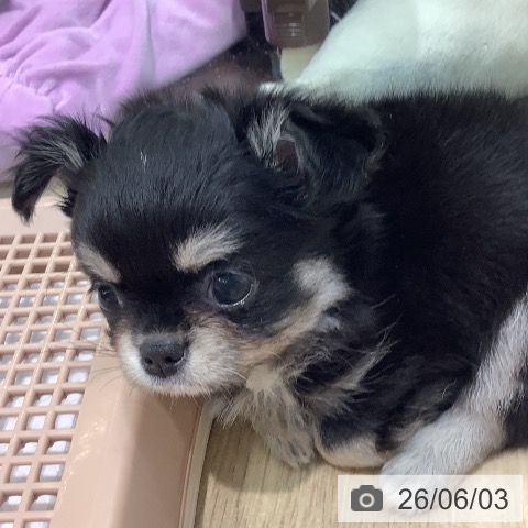埼玉県のチワワ(ロング) (ペットプラス ららぽーと新三郷店/2026年3月27日生まれ/女の子/ブラックタンホワイト)の子犬の3枚目の画像