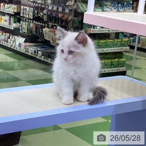 ラグドールの写真