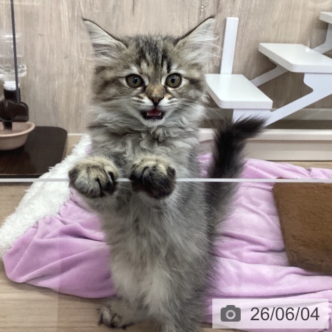 茨城県のラガマフィン (ペットプラス つくば店/2026年3月18日生まれ/女の子/ブラウンタビー)の子猫の4枚目の画像