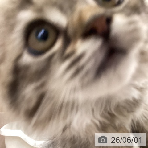 茨城県のラガマフィン (ペットプラス つくば店/2026年3月18日生まれ/女の子/ブラウンタビー)の子猫の3枚目の画像