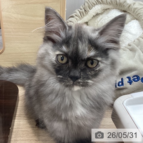 宮城県のミヌエット (ペットプラス 仙台上杉店/2026年2月20日生まれ/女の子/シルバーパッチドタビー)の子猫の4枚目の画像