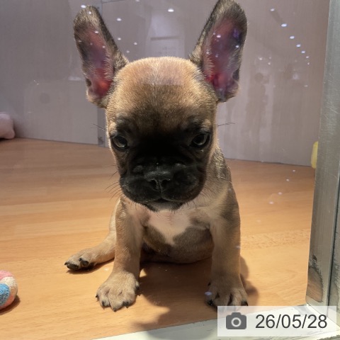 フレンチ・ブルドッグの写真