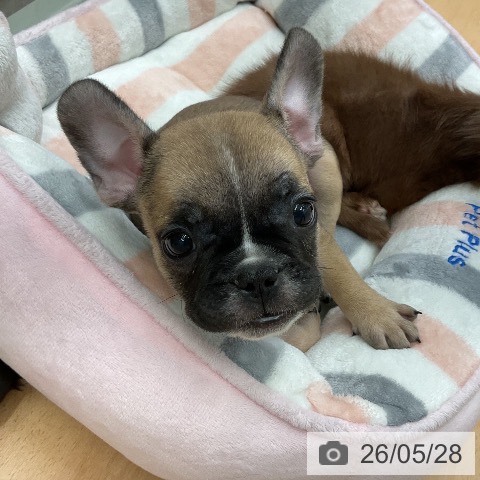 千葉県のフレンチブルドッグ (ペットプラス 成田店/2026年3月26日生まれ/男の子/フォーンホワイト)の子犬の3枚目の画像
