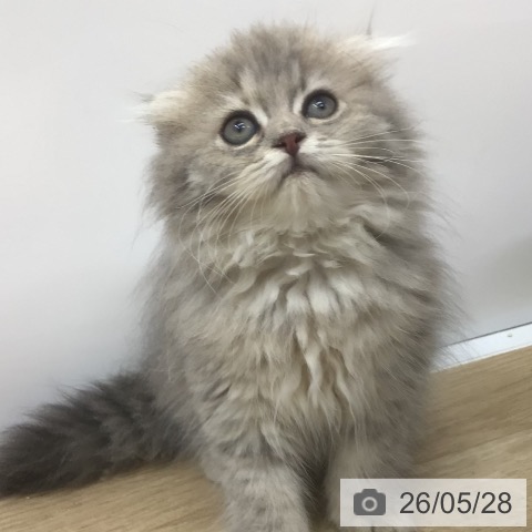 スコティッシュフォールドの写真