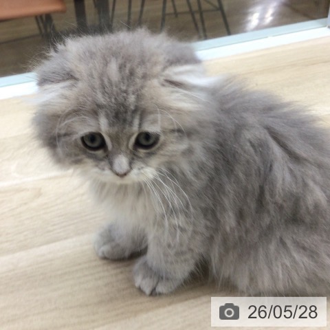 スコティッシュフォールドの写真
