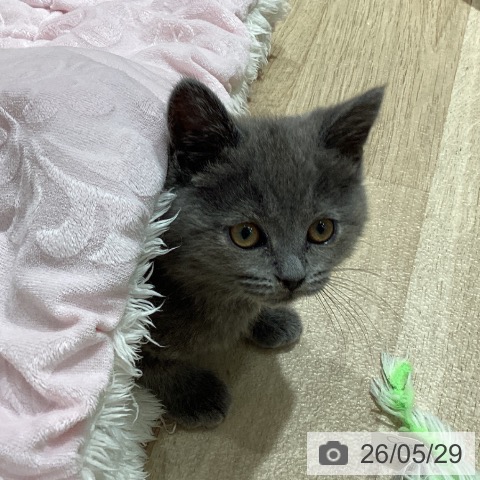 ブリティッシュショートヘアの写真
