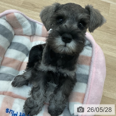 ミニチュア・シュナウザーの写真
